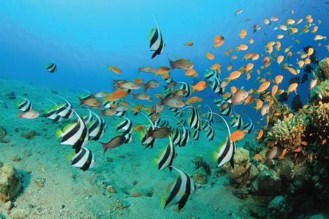A school of tropical fish swimming over coral.